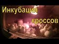 Инкубация куриных яиц от Ломан Браун и Хайсекс // Итоги // Жизнь в деревне