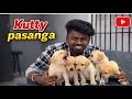 Buying new puppy kittens ❤️ | gv pet shop | balasvoyage