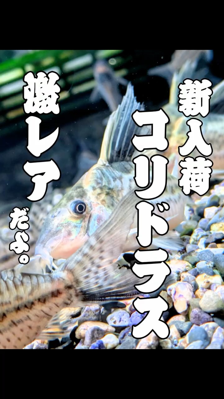 Rare Corydoras in stock! A truly rare specimen! | Aquarium