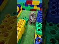 Assistant Builds A Lego Maze to Challenge her Funny Dog Waffles #Dog #FunnyDog