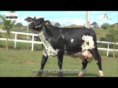 LOTE 29 FAISCA FIV LEDA JAGUAR DA SANQUIT