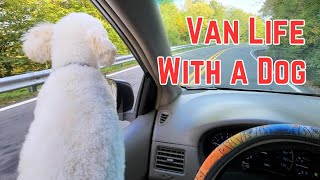Van Life with Dogs: Top Tips & Hacks for Pawsome Adventures!