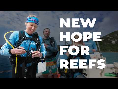 Introducing the WHOI Schiller Center for Reef Solutions