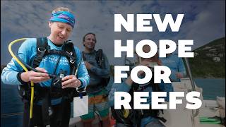 Introducing the WHOI Schiller Center for Reef Solutions