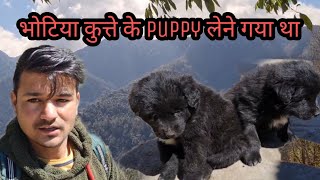 Bhotiya Dog Puppy ,  भूटिया Dog के Puppy लेने गया था।