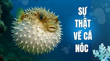 Khám phá những sự thật thú vị về cá nóc | KIẾN THỨC HÔM NAY