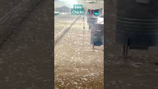 Gulab Sidhu viral song 🎶 Sale Chicks Cheema poultry #farming