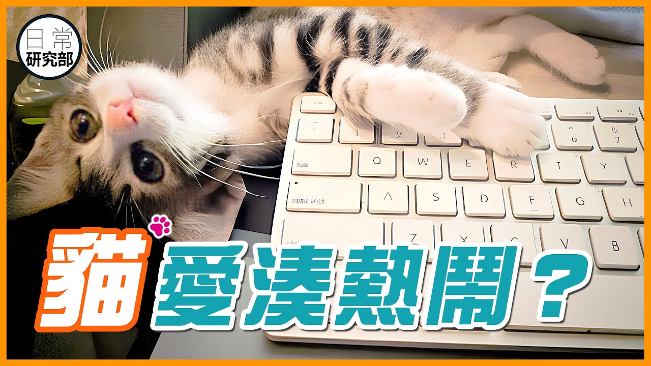 為何當你忙碌時,貓咪總愛跑來「打擾」你? #日常研究部