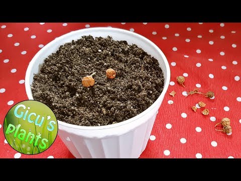 Video: Semințe De Cactus: însămânțarea și Creșterea Răsadurilor Acasă. Când Este Cel Mai Bun Moment Pentru A Planta?