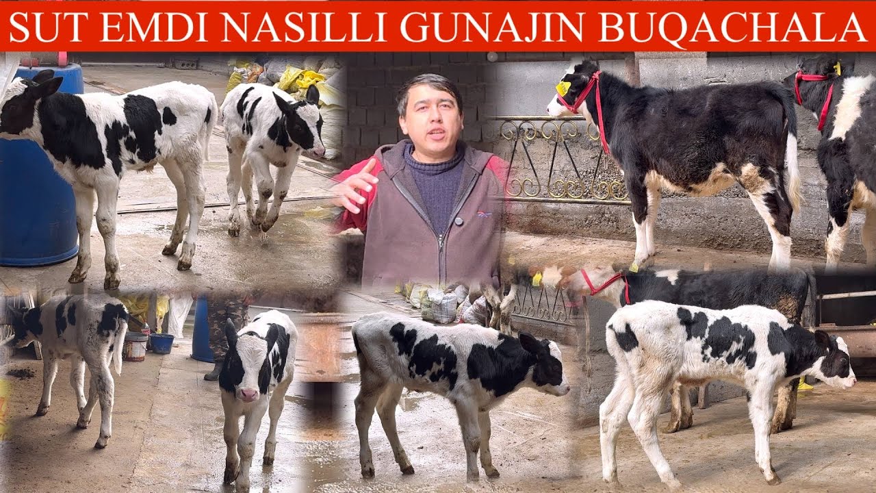 🥛SUT EMDI VA SUTDAN CHIQGAN😳NASILDOR BUZOQLAR🚘DASTAFKSI B💥JAXONGIR FERMASIDA🏃