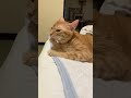 朝起きたら父ちゃんの布団でくつろいてだ保護猫ササミ
