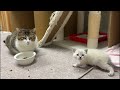 保護猫シェルター新生児室の夜のお世話ライブ