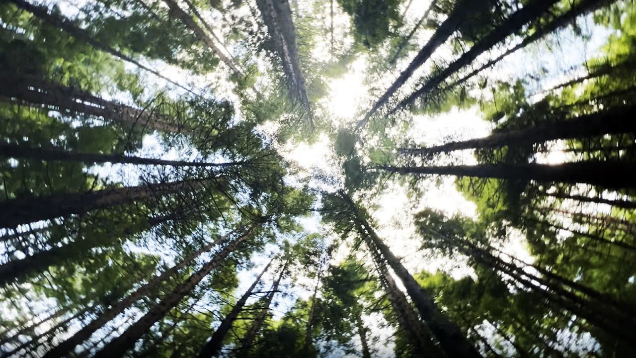 Redwood Forest, Melbourne Australia , Melbourne Discovery