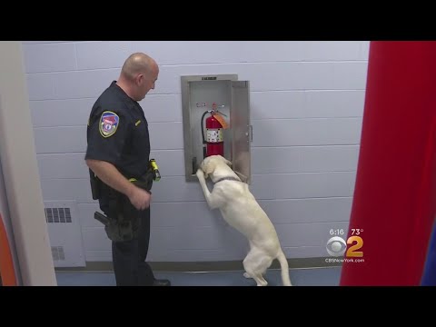 New Canine Crime Fighter In New York