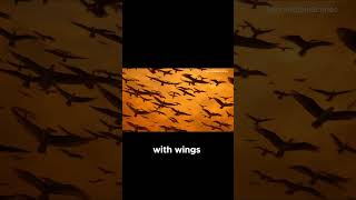 The fourth Plague || Swarm Of Flies #animatedbiblestories #biblestories #shorts