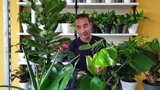 Plantas ENFERMAS. Aprende a DIFERENCIAR LOS PROBLEMAS DE LAS PLANTAS y qué hacer para SOLUCIONARLOS