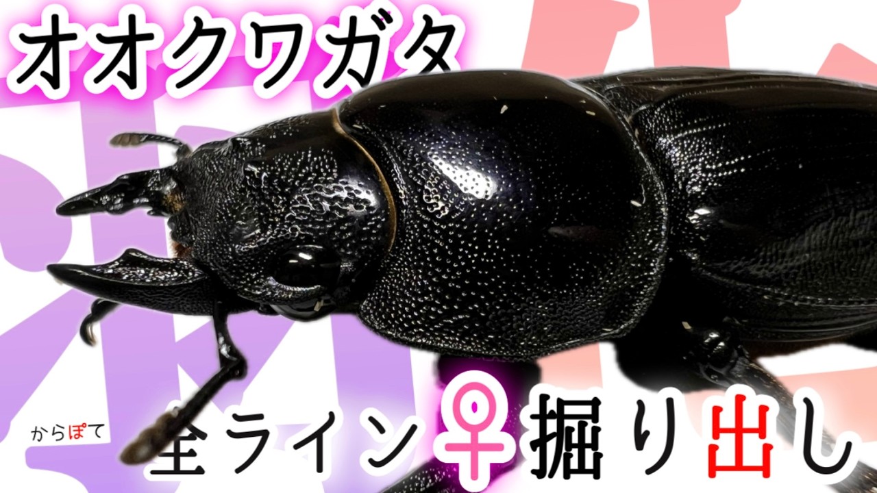 【オオクワガタ】全♀の掘り出し！800cc２本羽化や1400cc羽化の結果は？？