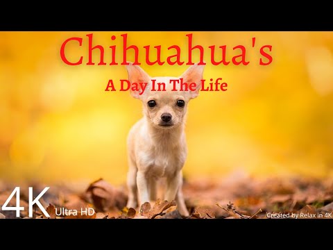 Video: Chihuahuas'ın Qədim Mənşəyi