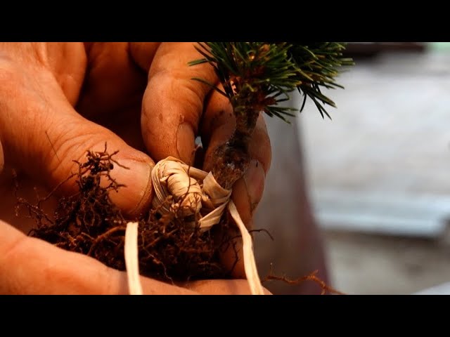 小品盆栽、五葉松、接木 やや傷や汚れあり なんとか復活してきた五葉松