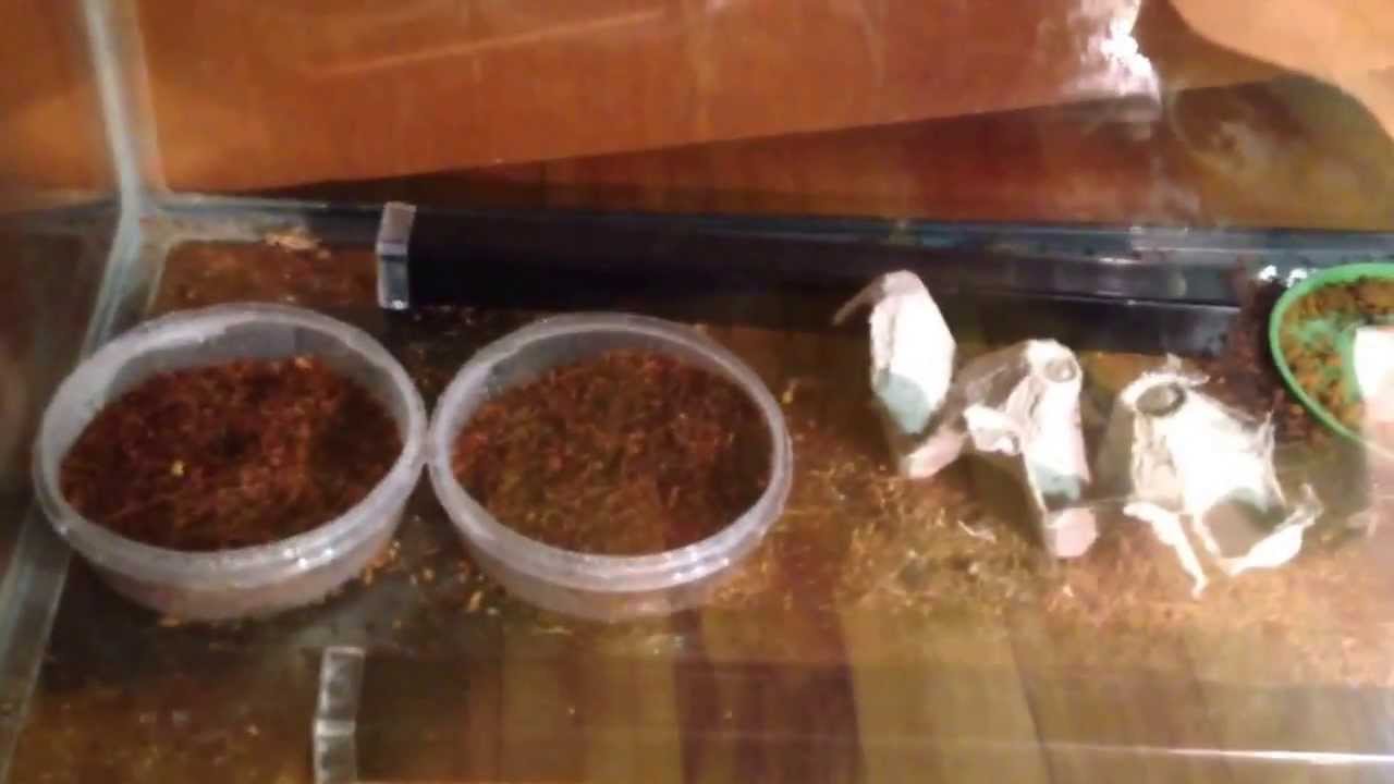 How to Breed your crickets 