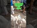 Kanpur Mandi | Bakarganj Sunday bazar | palne wale bacche | taiyari 2026 | #bazar #kanpur #ytshorts