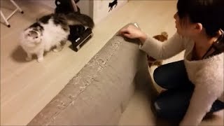 嫁と白モフ猫のたわむれ