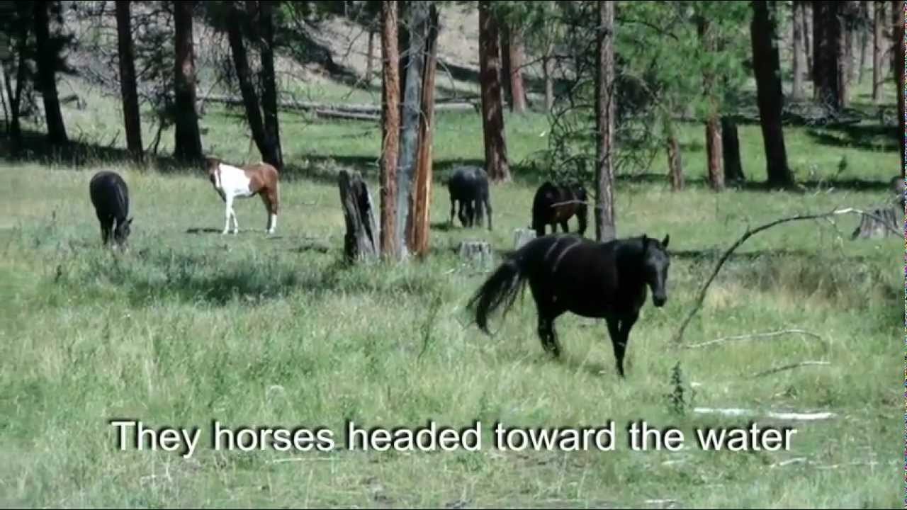 Wildlife of Wild Horse Island Boat Tours, Hiking & Photography YouTube