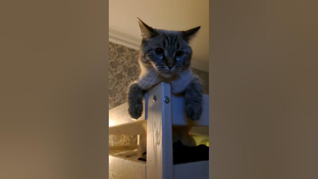 кот 🐱 - YouTube