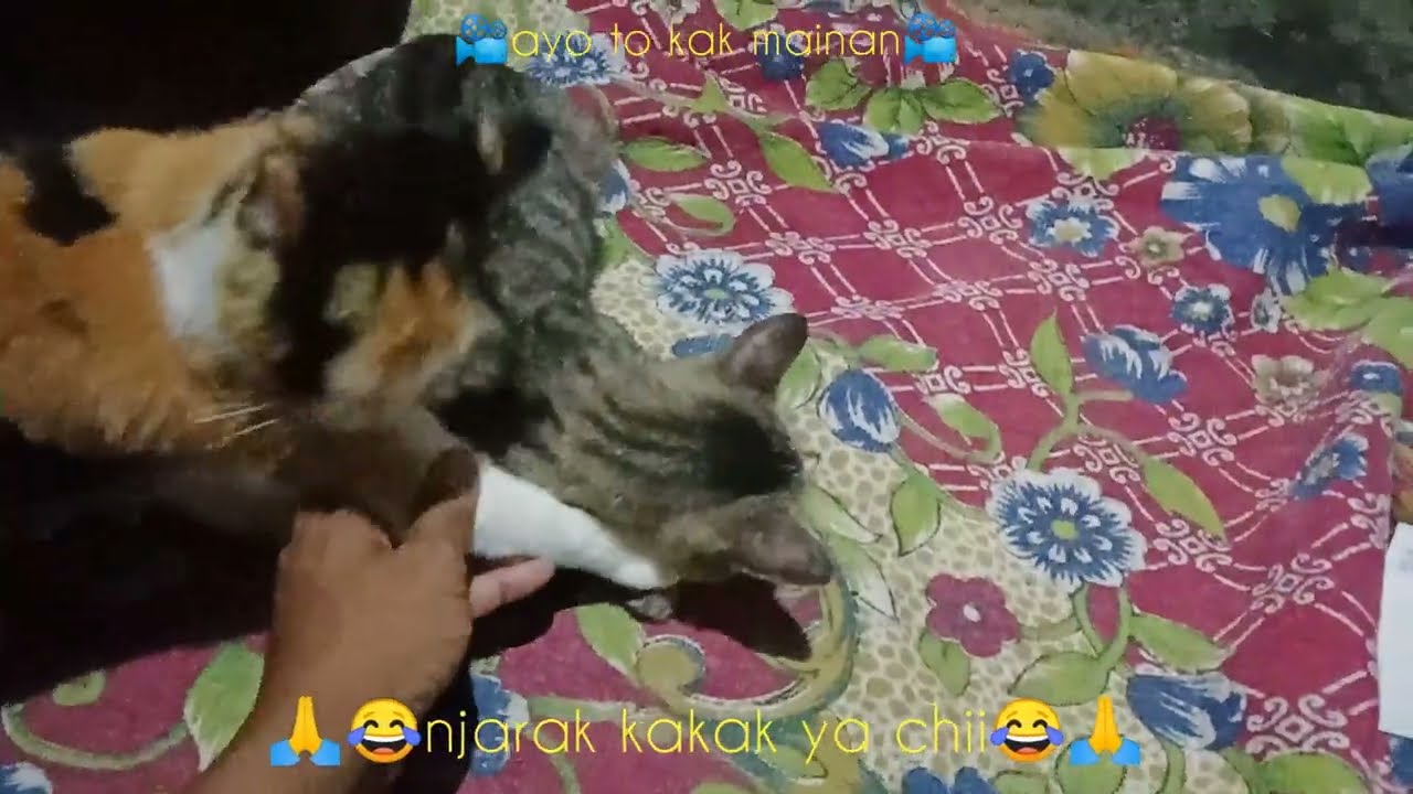 Kucing telon njarak kakak missu🙂🙏
