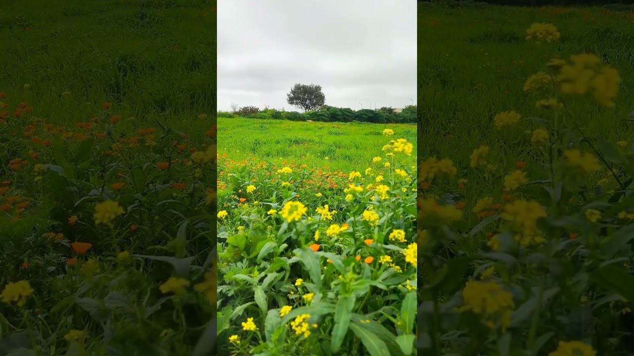 عطير ريحة الدوار العروبية #المغرب #الوكره #farming#التغطيه  #automobile #تفاعل #youtubeshorts 