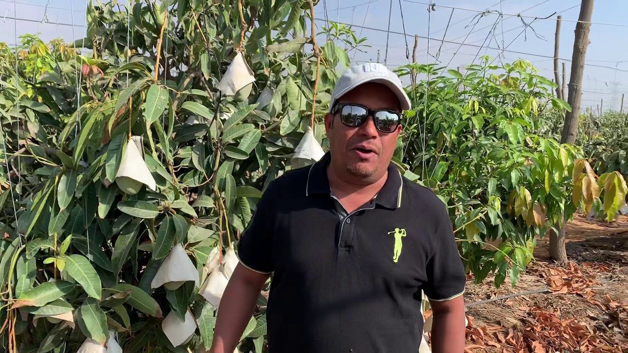 مزرعة صنف مانجو كيت