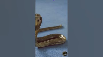 Top Amazing Facts About Snakes You Didn’t Know! #FactiodFiles #shorts #shortsfeed  #shortsviral #fyp