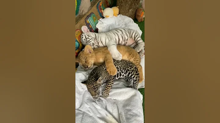 Big Cat Family Cubs | Nouman Hassan | - DayDayNews