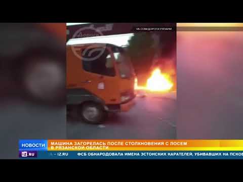 Автомобиль сбил лося и загорелся в Рязанской области