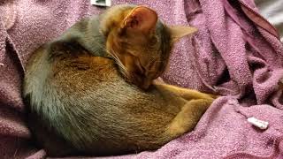 Abyssinian cat Larry chews himself like corn bathing himself loudly ASMR by LitterNose 1,742 views 4 years ago 6 minutes, 13 seconds