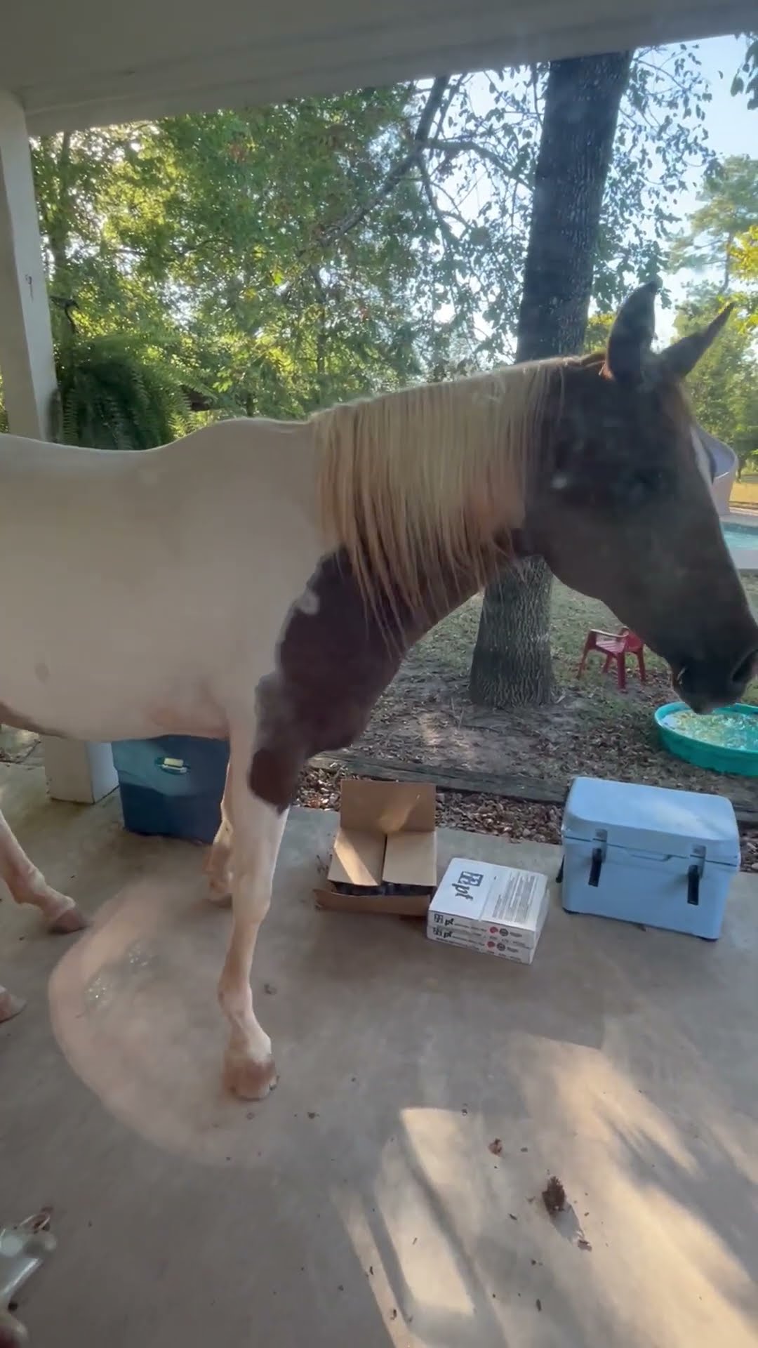 Horse Tries to Tell Her Human It's Dinnertime || ViralHog