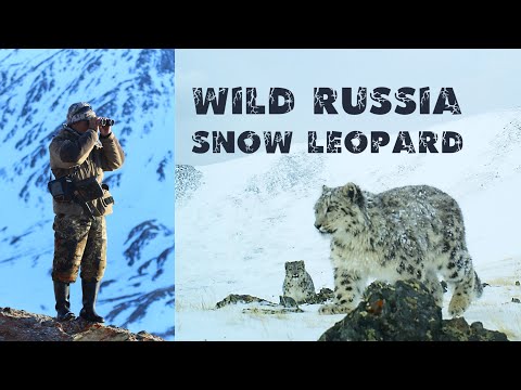 Video: Leopard snežný – obyvateľ hôr