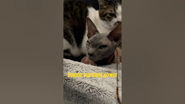 Video 11826061: sphynx