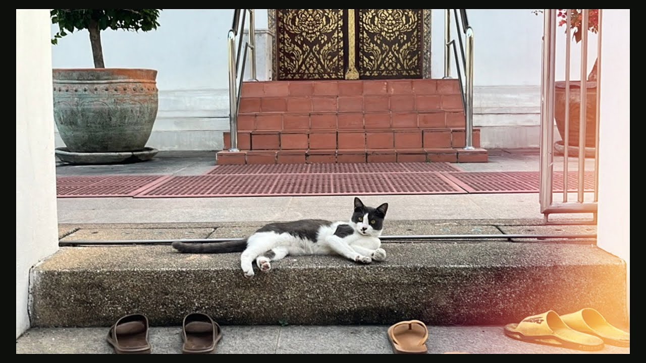 GoPro SUGGESTION Video Edit 14th JANUARY 2025 Wat Chom Thong. 💫