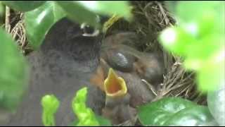 Robins nest in my front yard feeding chicks