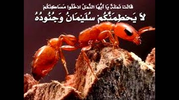 تلاوة جميلة  الشيخ أحمد العجمي سورة النمل