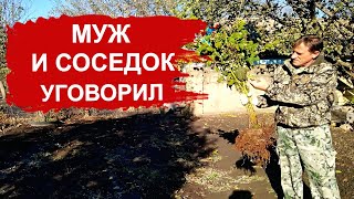 Урожайный сорт малины ЖЁЛТЫЙ ГИГАНТ деревенский дневник