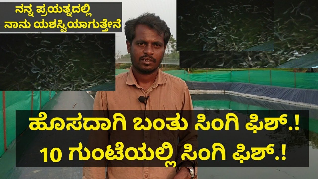 ಹೊಸದಾಗಿ ಬಂತು ಸಿಂಗಿ ಫಿಶ್.! ಕಡಿಮೆ ಸಮಯದಲ್ಲಿ ಉತ್ತಮ ಆದಾಯ ಕೊಡುತ್ತೆ.! 10 ಗುಂಟೆಯಲ್ಲಿ ಸಿಂಗಿ ಫಿಶ್.!