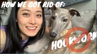 HOOKWORM (DRUG RESISTANT) IN GREYHOUNDS by The Other Jenny Lee 4,252 views 3 years ago 14 minutes, 59 seconds