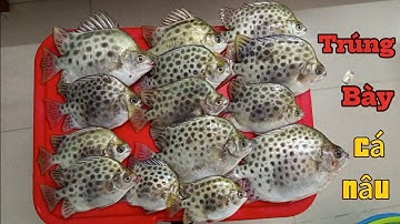 Câu cá biển Vũng Tàu.Trúng bày cá nâu kéo đã tay #cauca #fishing #caucabien