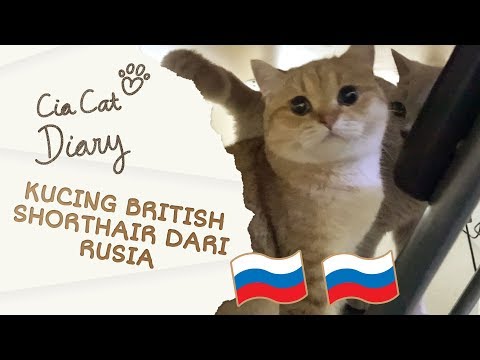 Kucing British Shorthair dari Rusia - Cia Cat Diary - Ep 29