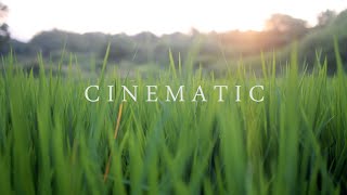 4K Nature Cinematography Cinematic Background NO COPYRIGHT !!! NIKON D5300