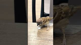 Hong Kong Sparrow eating rice #hongkong #sparrow #eating #rice #canteenfood