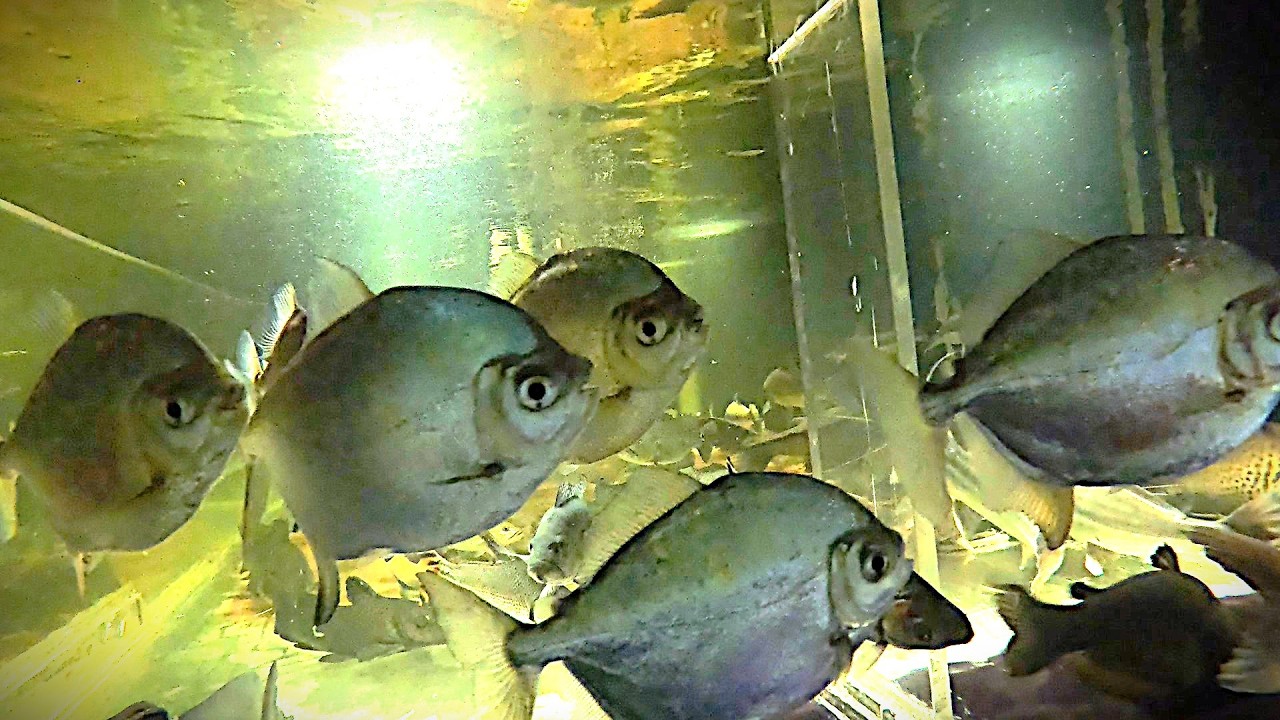 Inside the 1800 gal tank