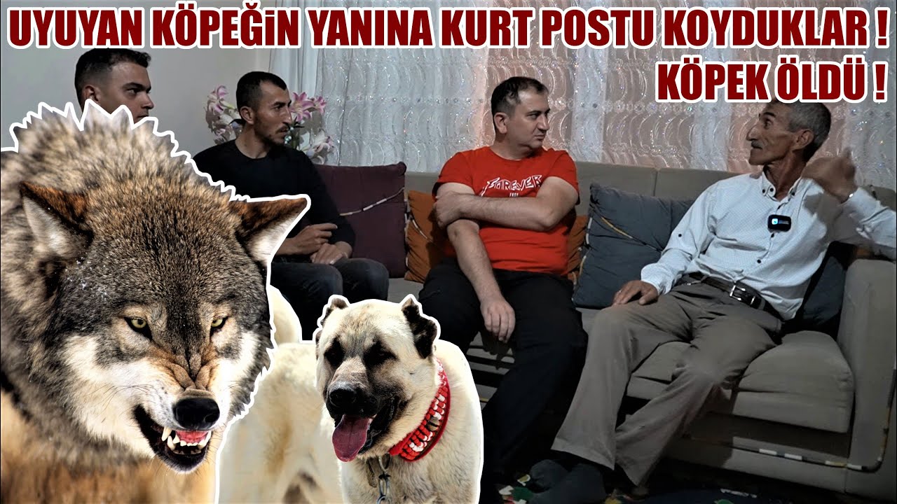 UYUYAN KÖPEĞİN YANINA KURT POSTUNU KOYDULAR KORKUDAN ÖDÜ YARILDI DEDİ ! KURT SÜRÜSÜ EŞEK, KANGAL, İT